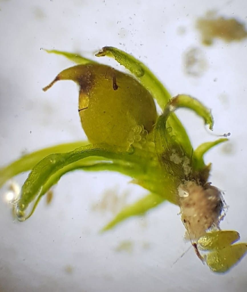 Ephemerum recurvifolium (Dicks.) Boulay