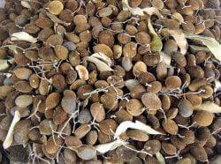 Dialium indum L.