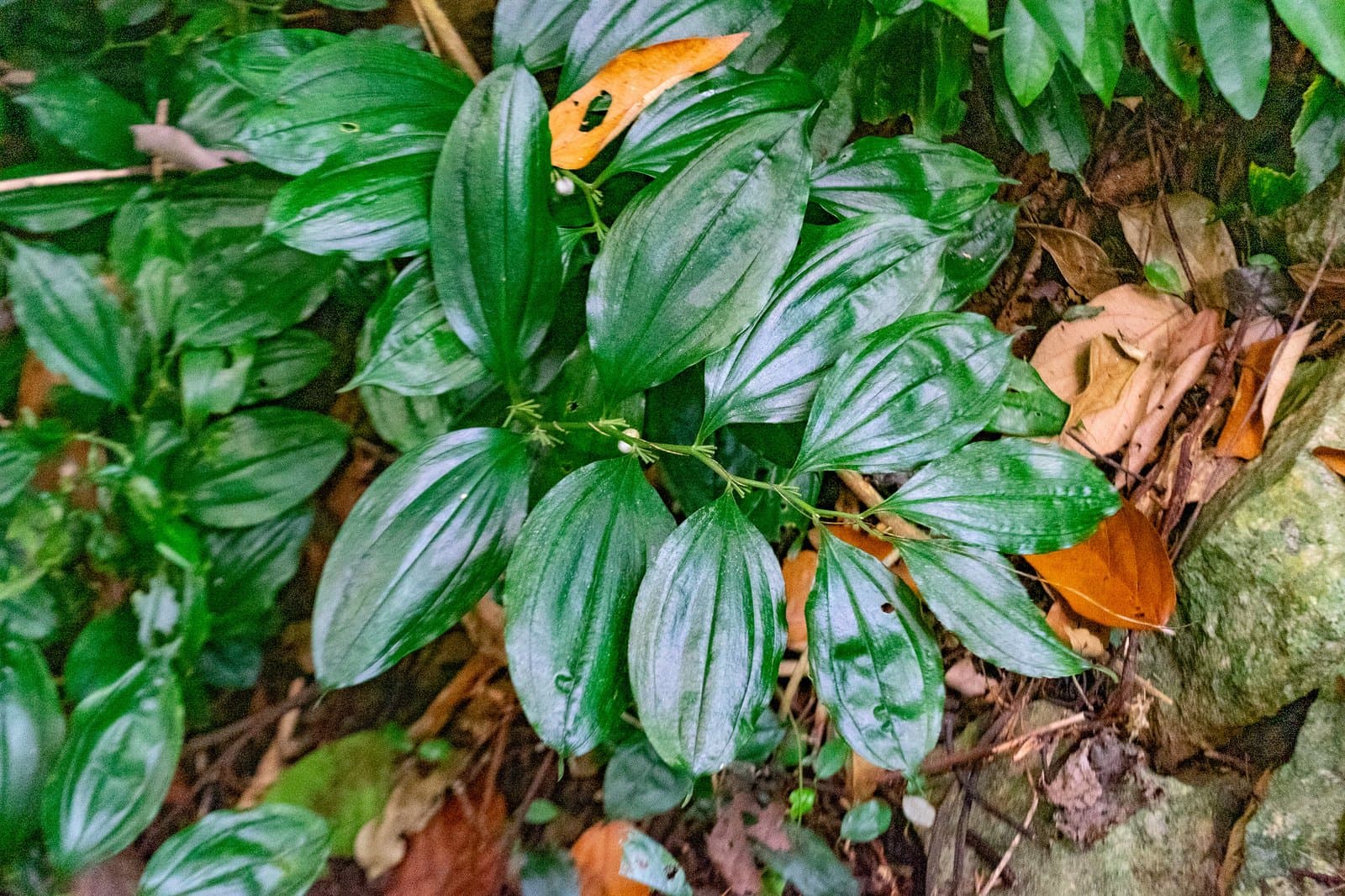 Disporopsis longifolia Craib