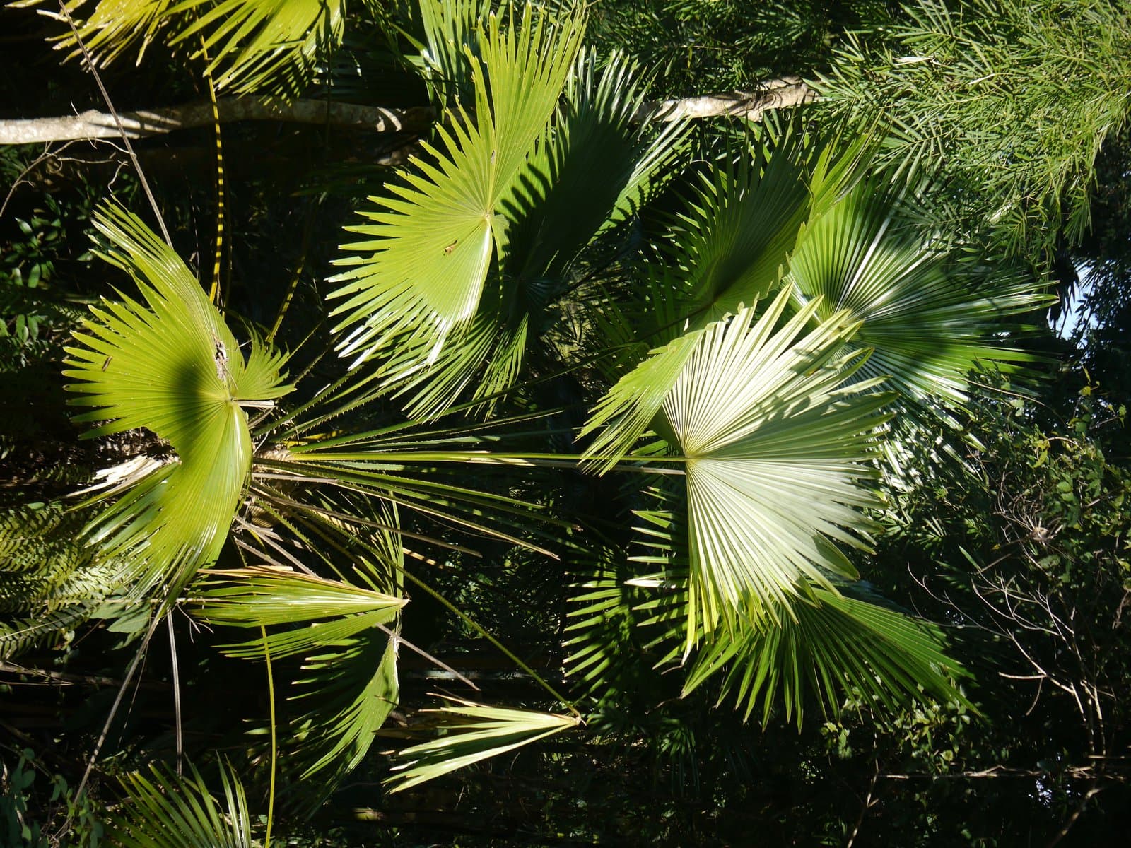 Livistona jenkinsiana Griff.