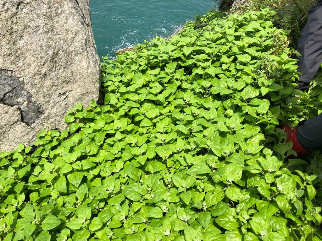 Tetragonia tetragonoides (Pall.) Kuntze