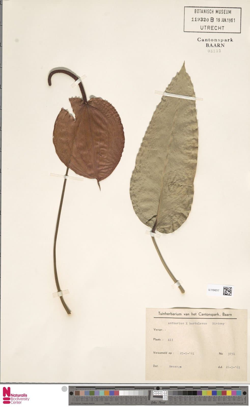Anthurium ×hortulanum Birdsey