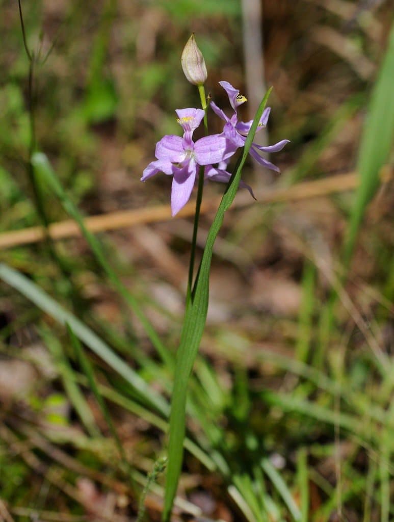 Calopogon oklahomensis D.H.Goldman