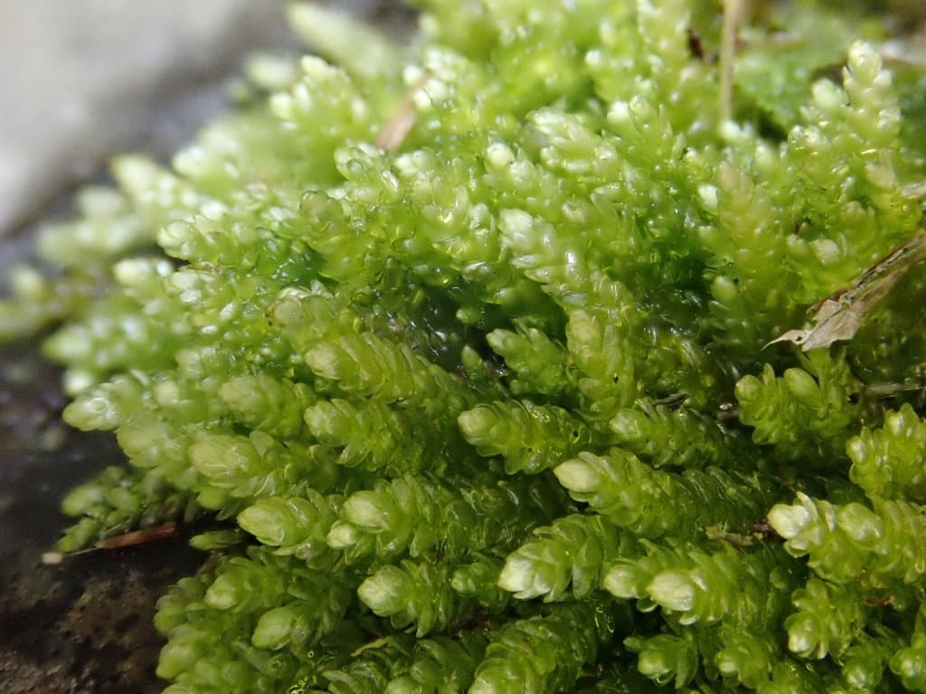 Rhynchostegium murale (Hedw.) Schimp.