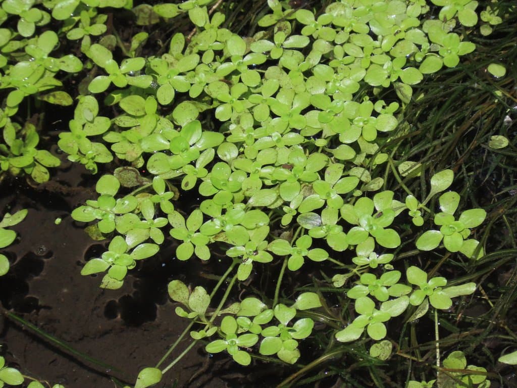 Callitriche stagnalis Scop.