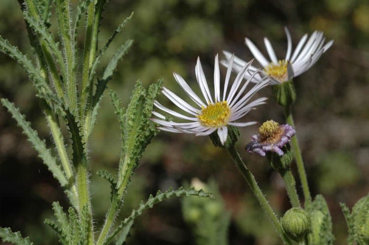 Landerolaria laciniifolia (Lander) G.L.Nesom