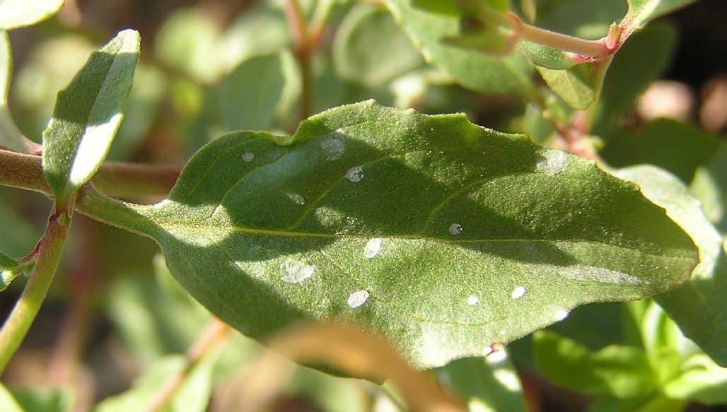 Epilobium lanceolatum Sebast. & Mauri