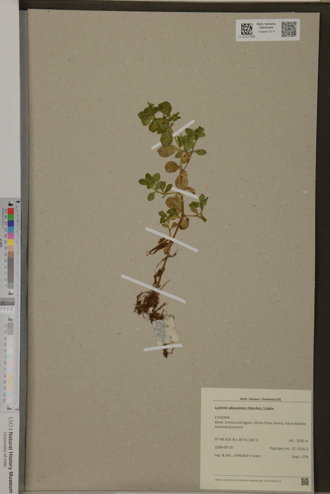 Silene abyssinica (Hochst.) H.Neumayer