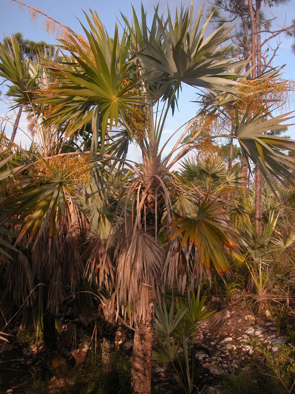 Leucothrinax morrisii (H.Wendl.) C.Lewis & Zona