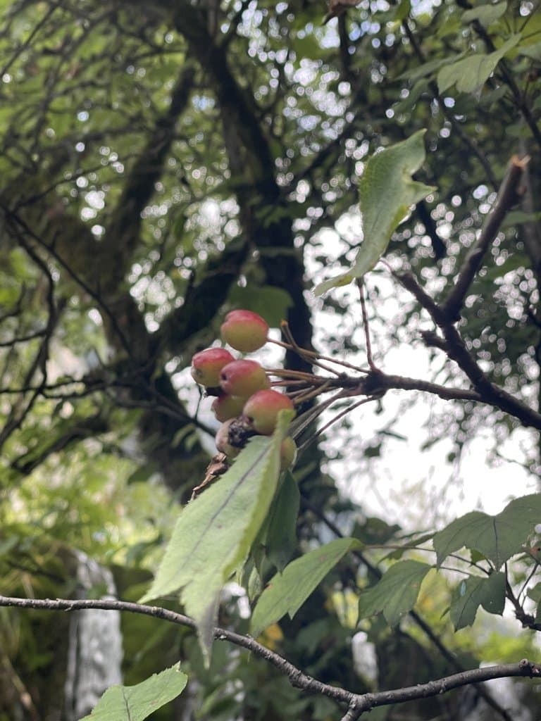 Malus kansuensis (Batalin) C.K.Schneid.