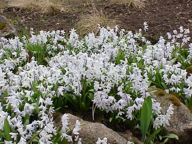 Scilla mischtschenkoana Grossh.