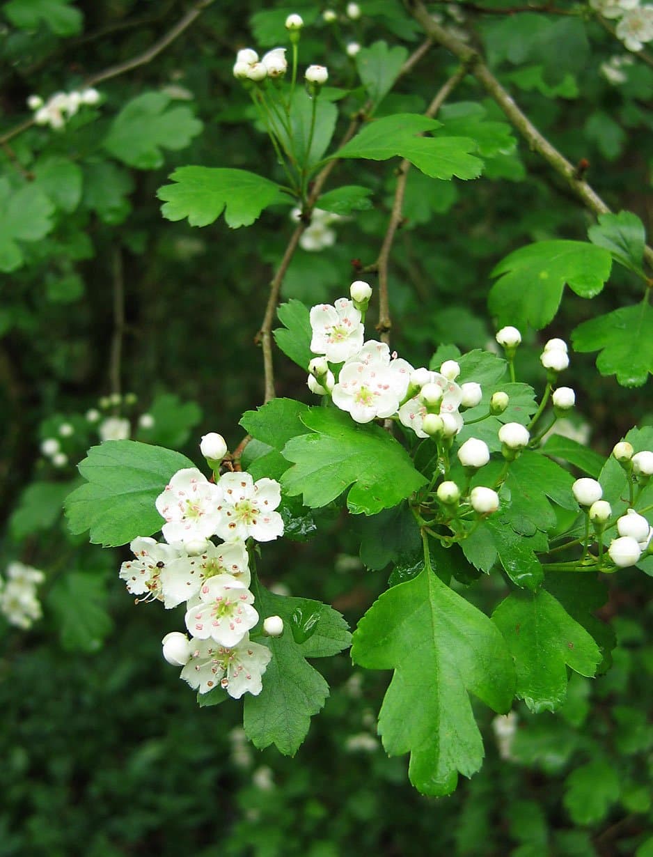 Crataegus media Bechst.