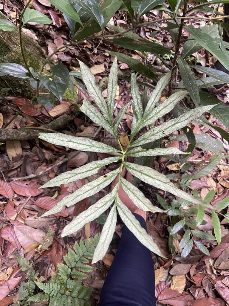 Asterostigma lombardii E.G.Gonç.