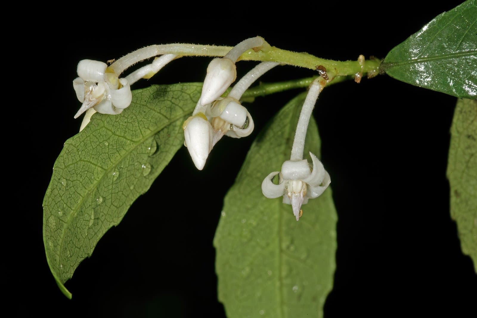 Rinorea angustifolia (Thouars) Baill.