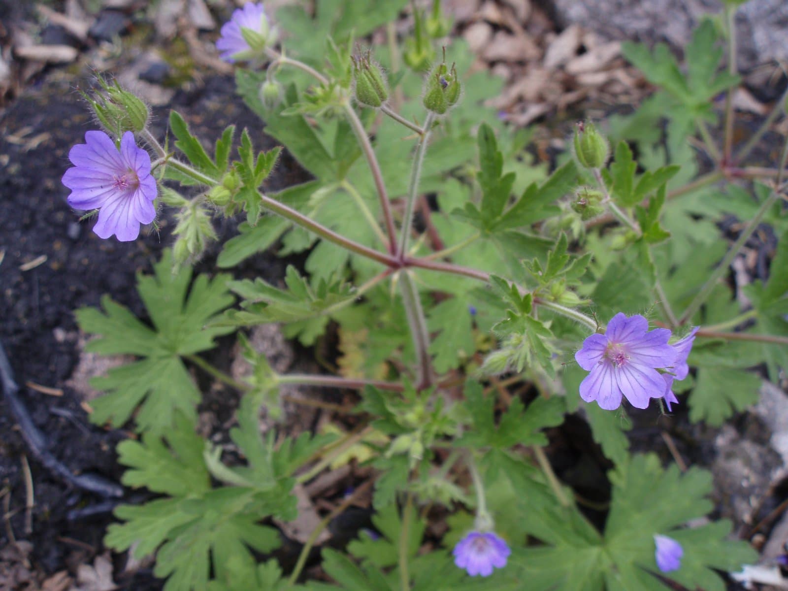 Geranium bohemicum L.