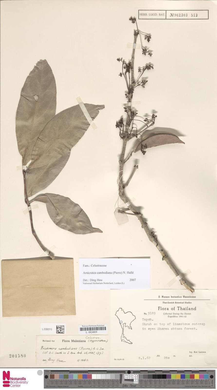 Arnicratea cambodiana (Pierre) N.Hallé