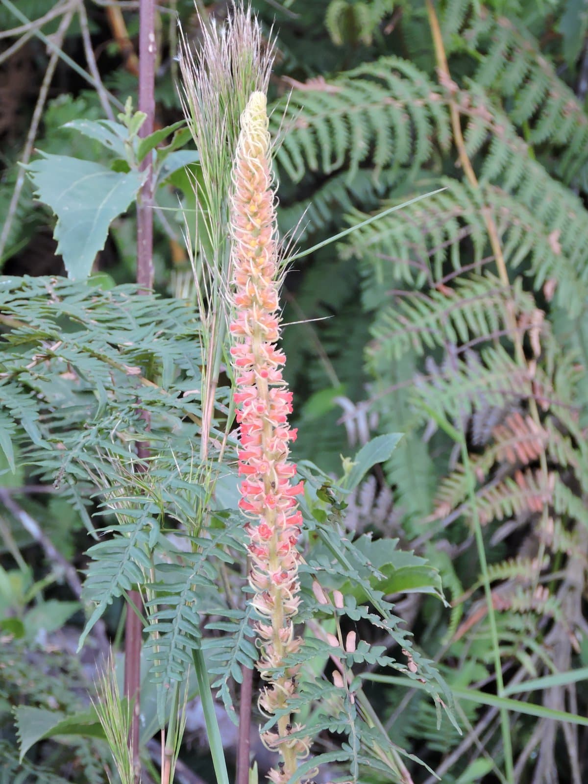 Sinningia curtiflora (Malme) Chautems