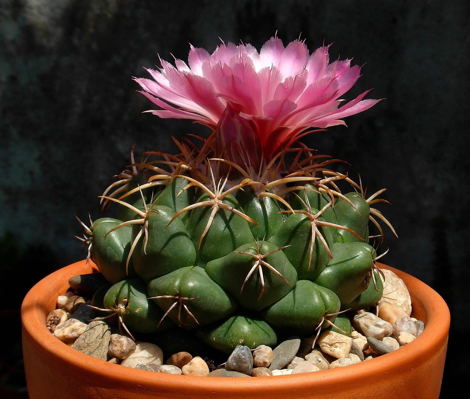 Coryphantha elephantidens (Lem.) Lem.