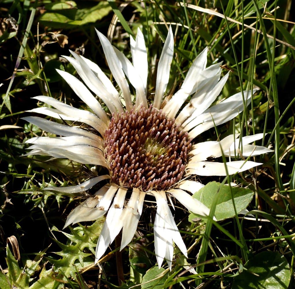 Carlina acaulis L.
