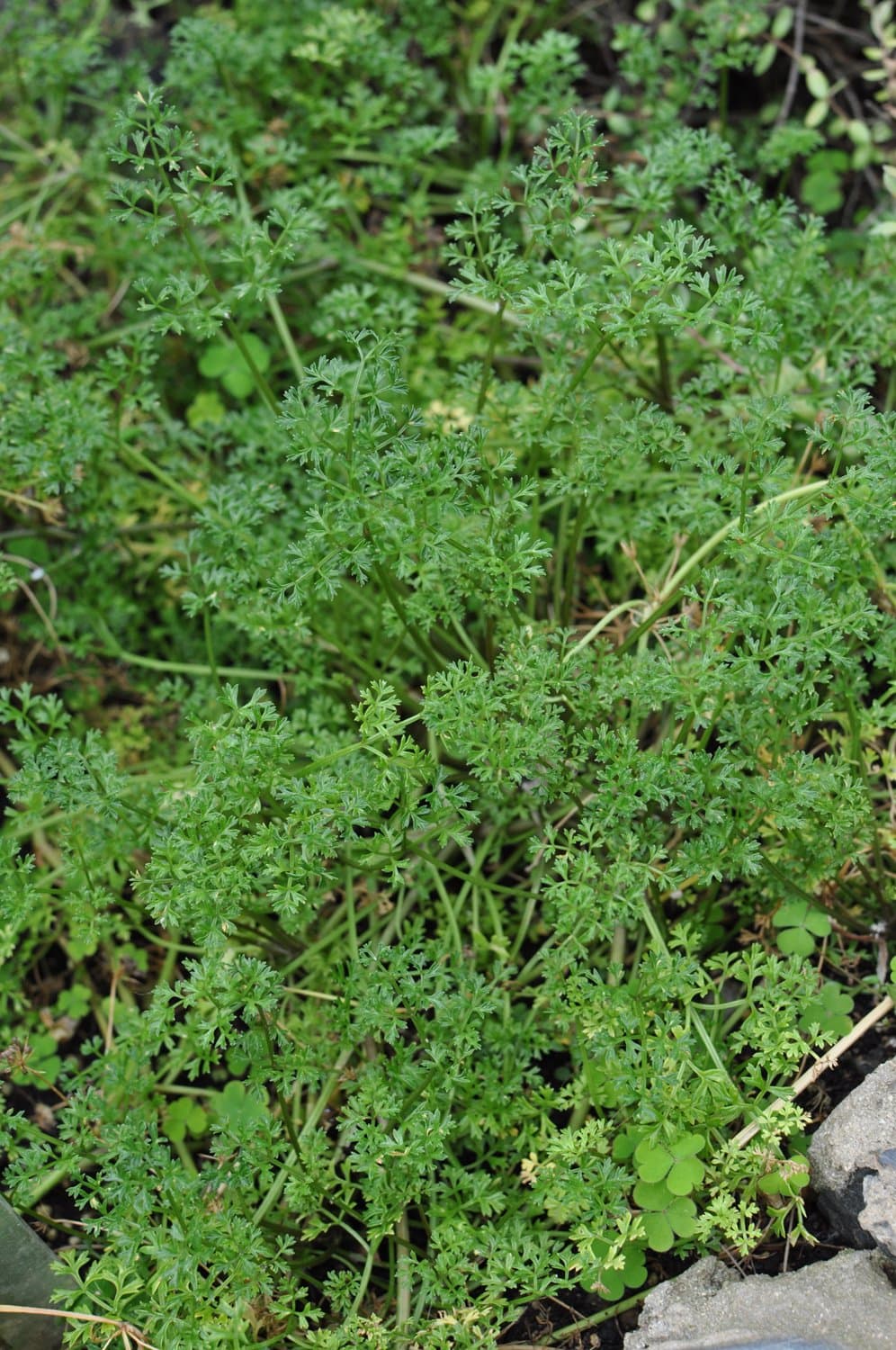 Apium fernandezianum Johow