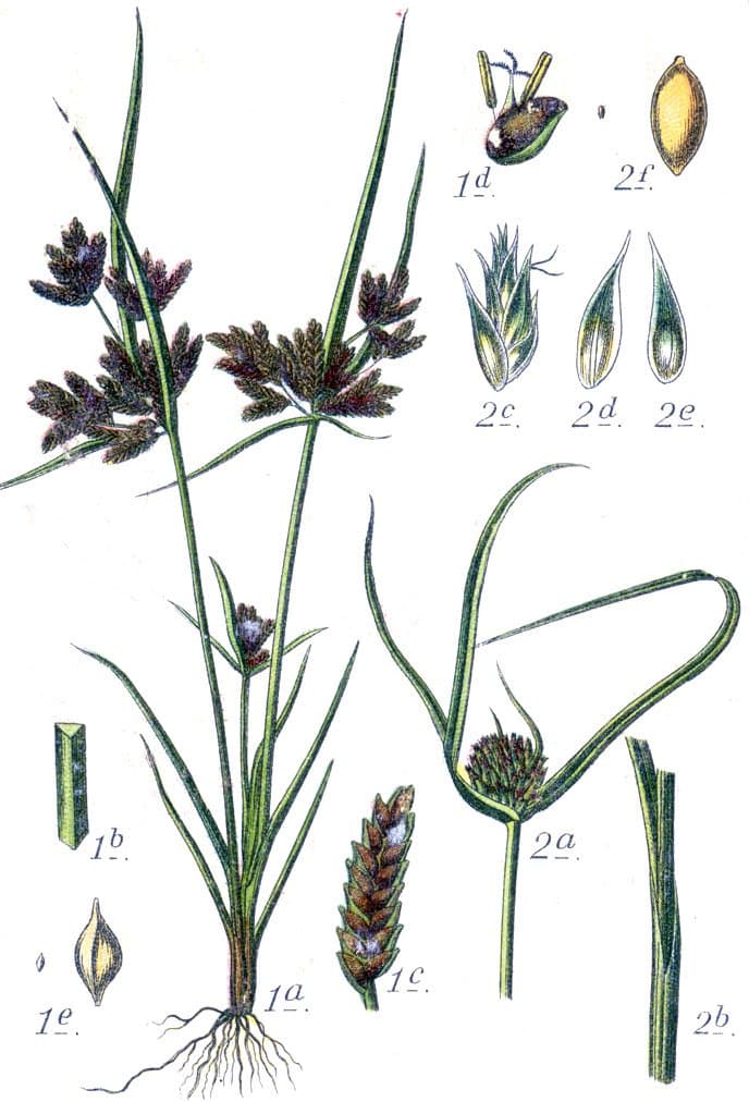 Cyperus michelianus (L.) Delile