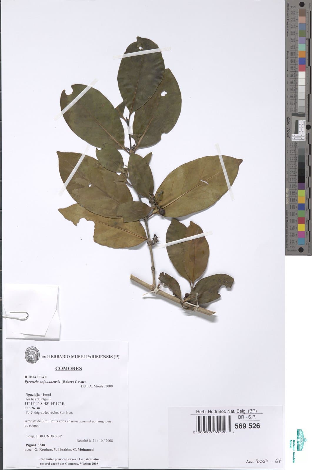 Pyrostria anjouanensis Arènes ex Cavaco