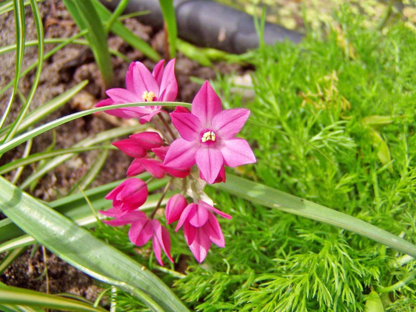 Allium oreophilum C.A.Mey.