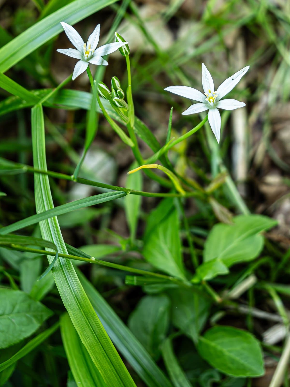 Ornithogalum vulgare Sailer