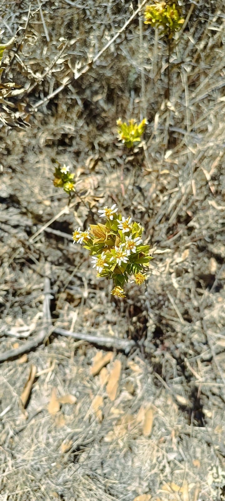 Trixis michuacana Lex.