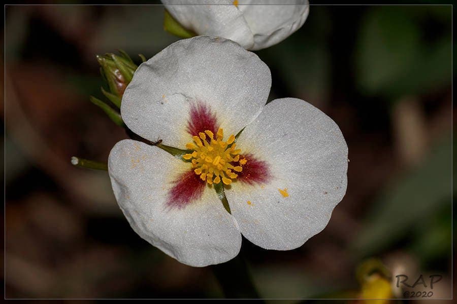 Sagittaria montevidensis Cham. & Schltdl.