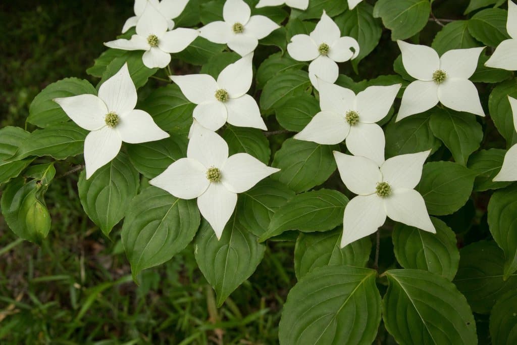 Cornus kousa Bürger ex Hance