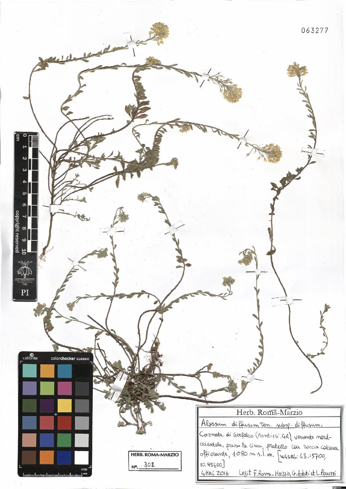 Alyssum diffusum subsp. diffusum