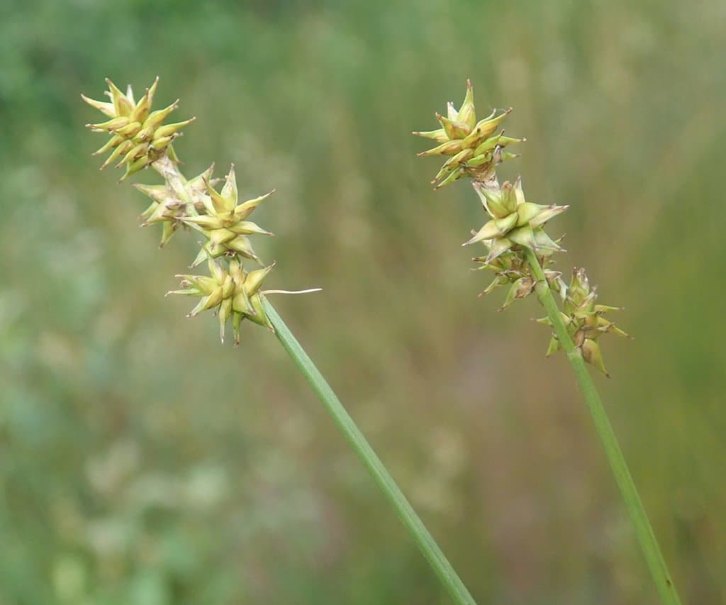Carex echinata Murray