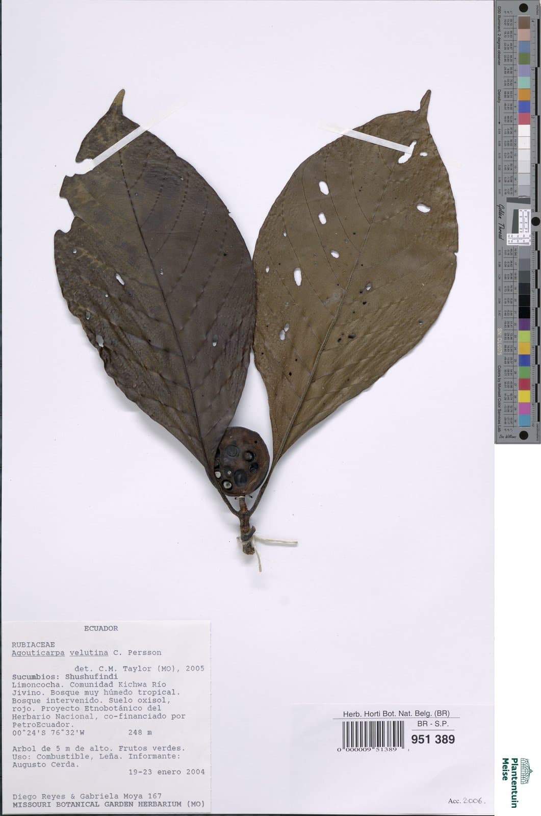 Agouticarpa velutina C.H.Perss.