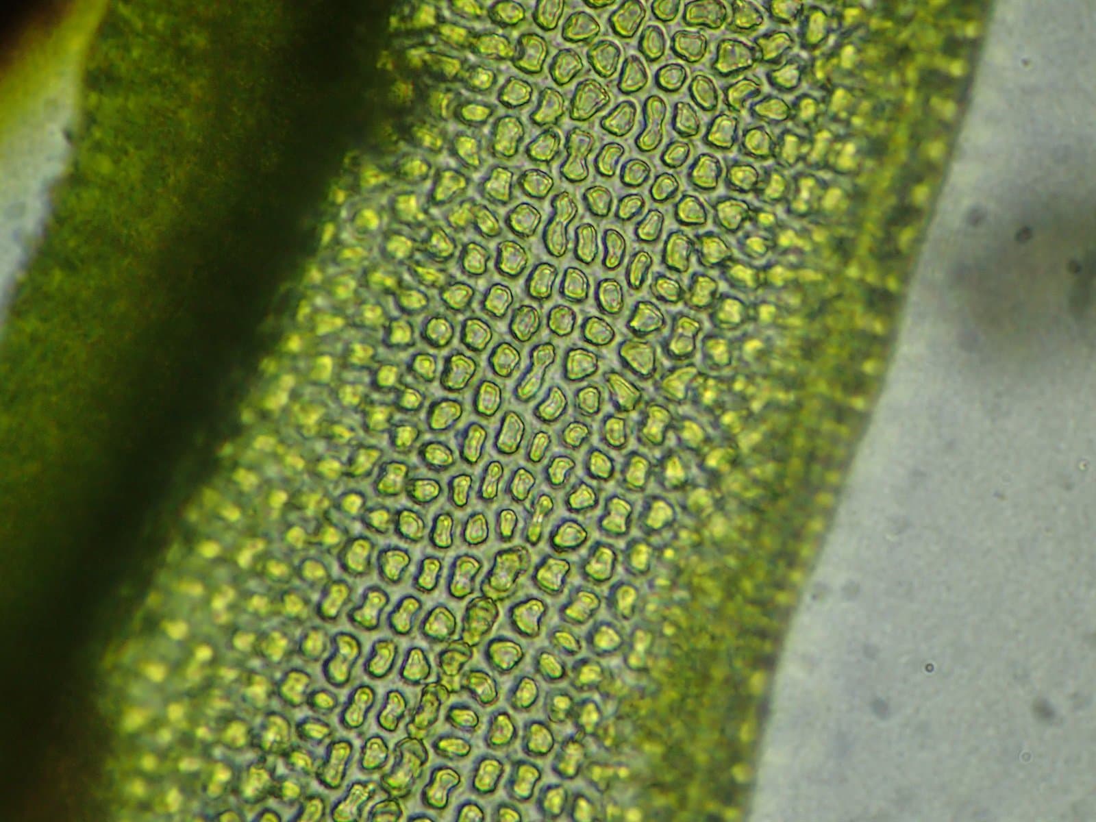 Grimmia lisae De Not.