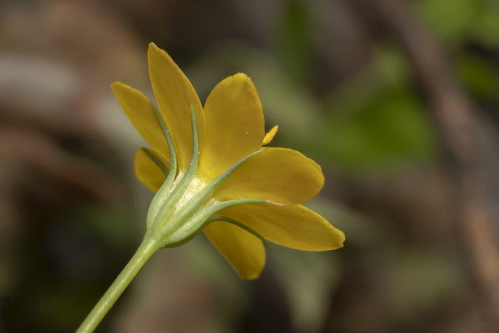 Blackstonia perfoliata (L.) Huds.