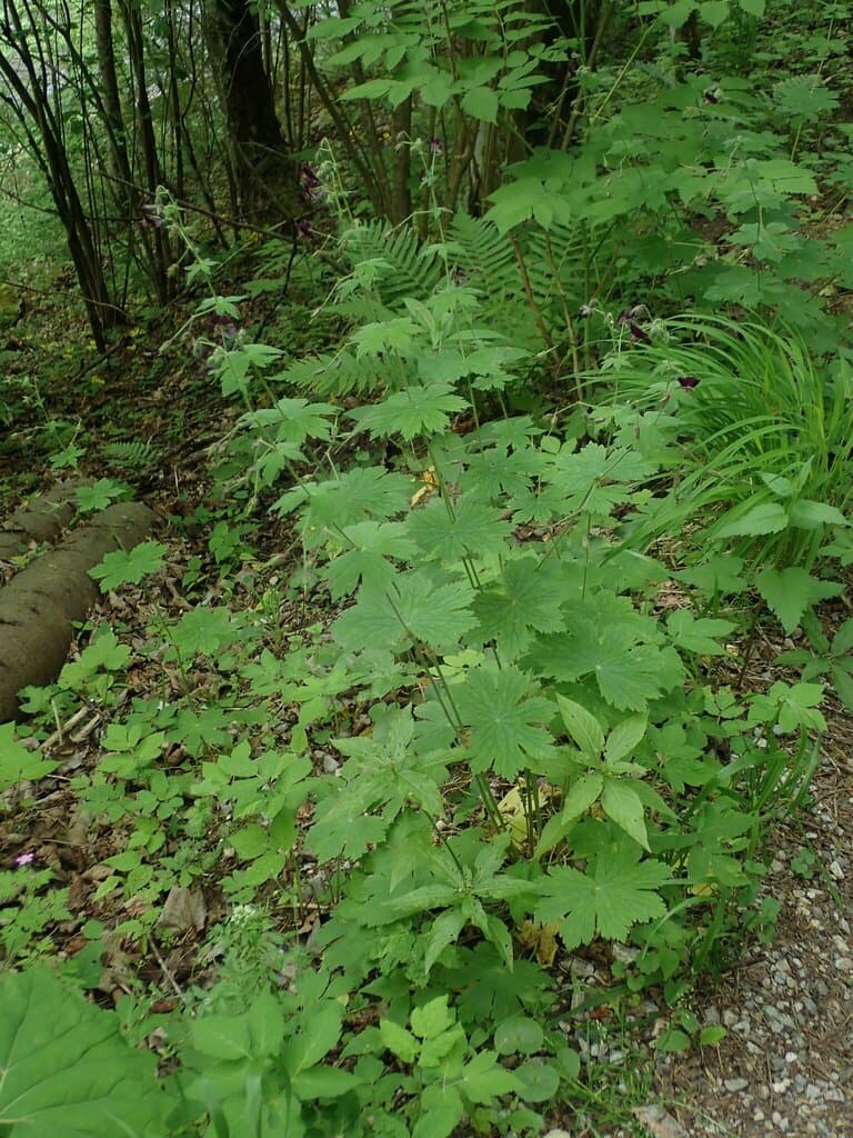 Geranium phaeum L.