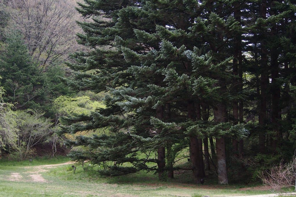 Abies homolepis Siebold & Zucc.