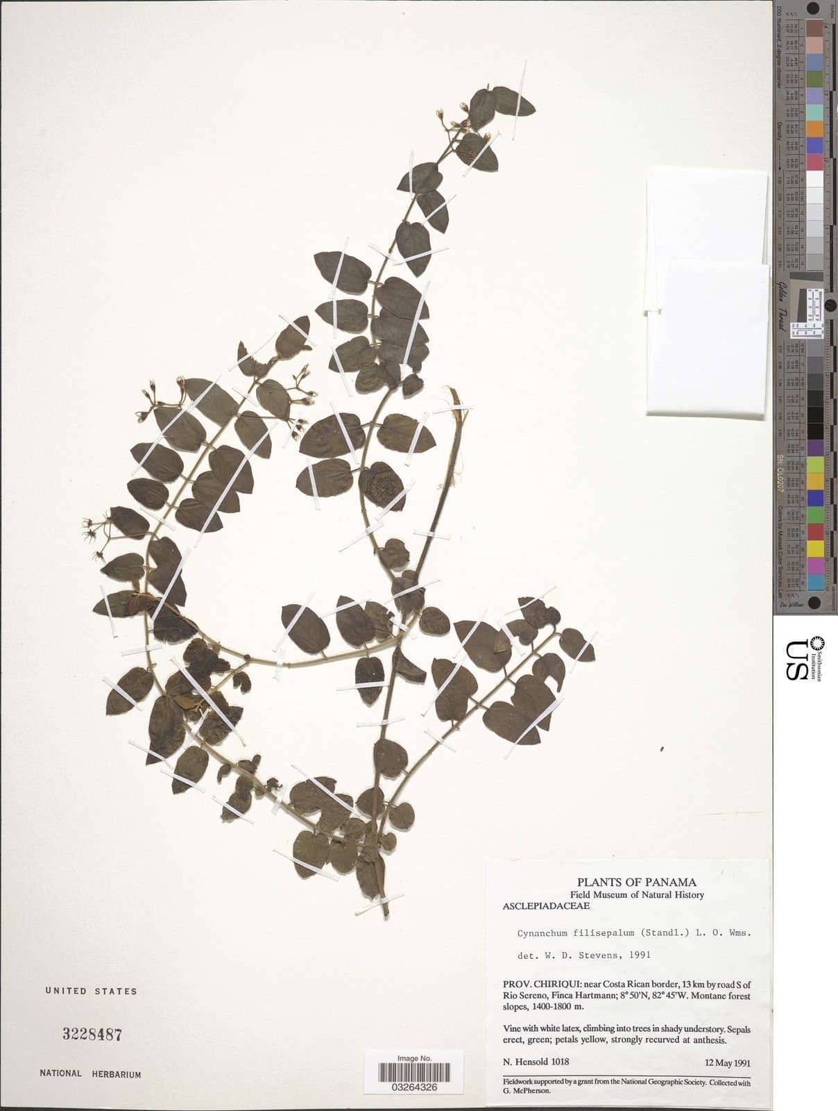 Scyphostelma filisepalum (Standl.) Liede & Meve