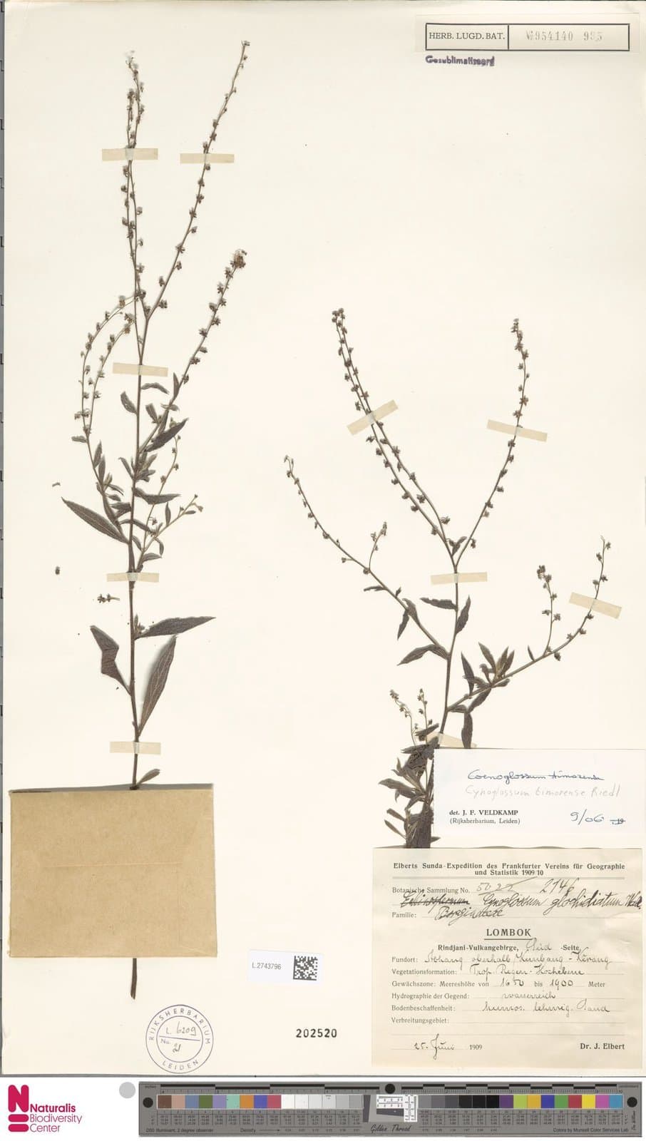 Cynoglossum timorense Riedl