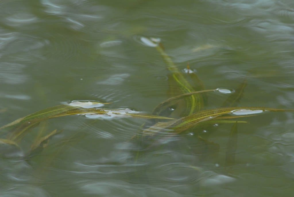 Potamogeton nodosus Poir.