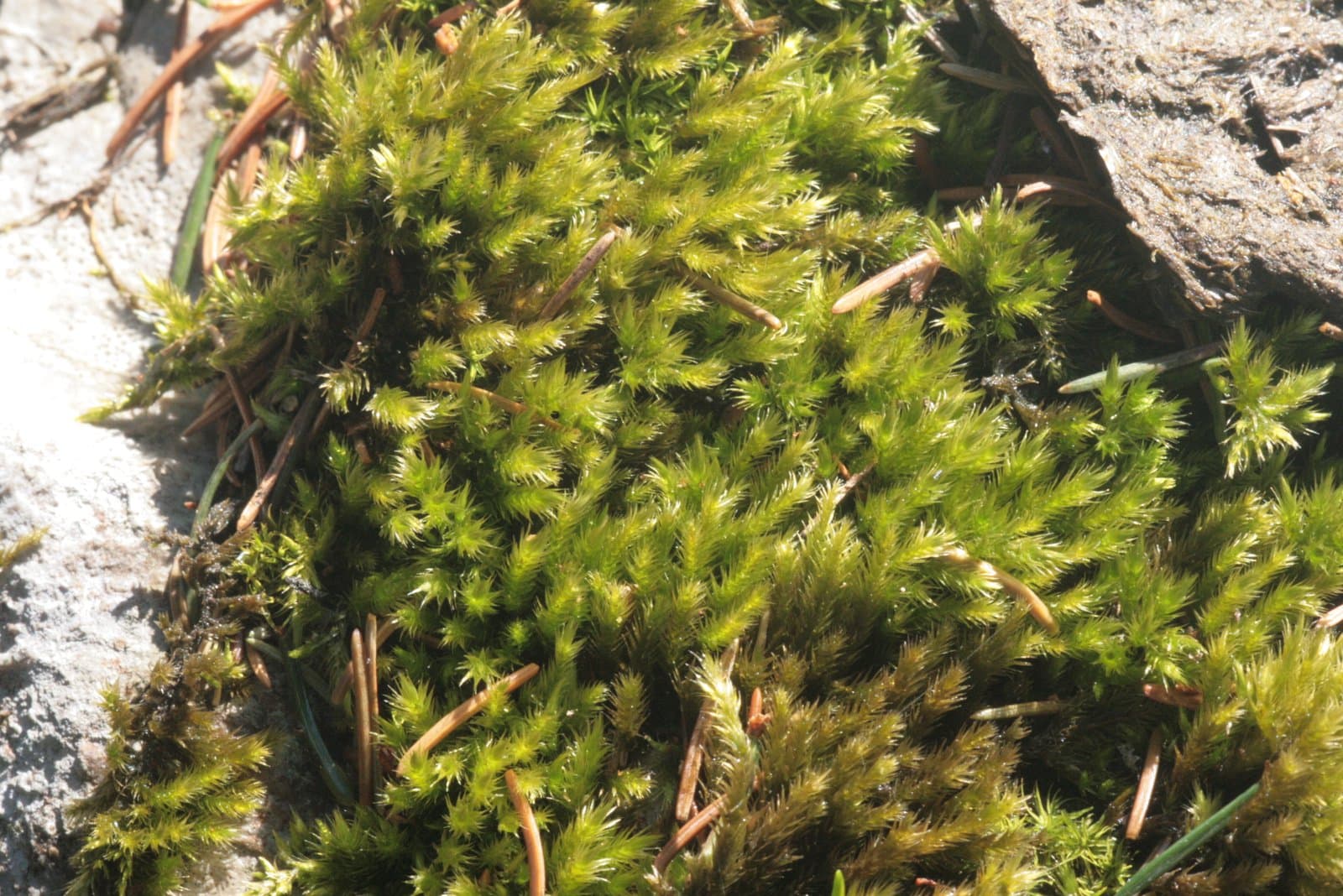 Homalothecium philippeanum (Spruce) Schimp.