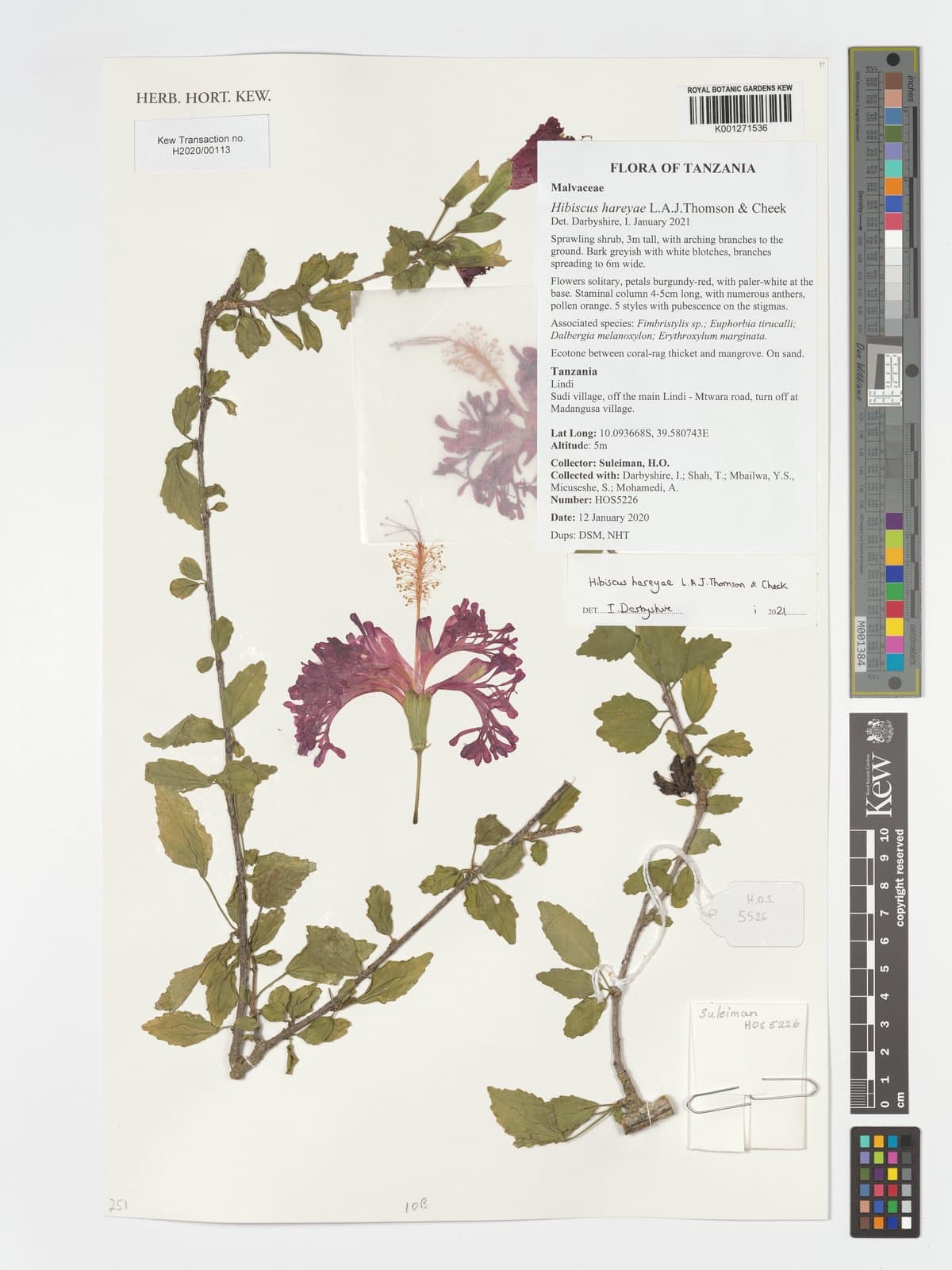 Hibiscus hareyae L.A.J.Thomson & Cheek, 2020