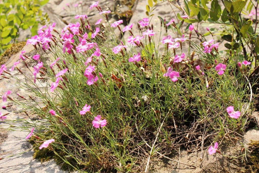 Dianthus gratianopolitanus Vill.