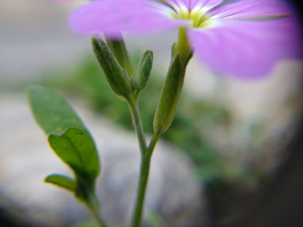 Malcolmia maritima (L.) W.T.Aiton
