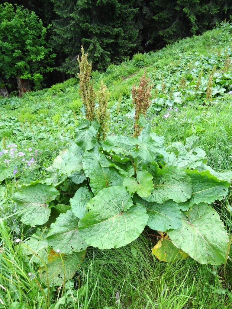 Rumex alpinus L.