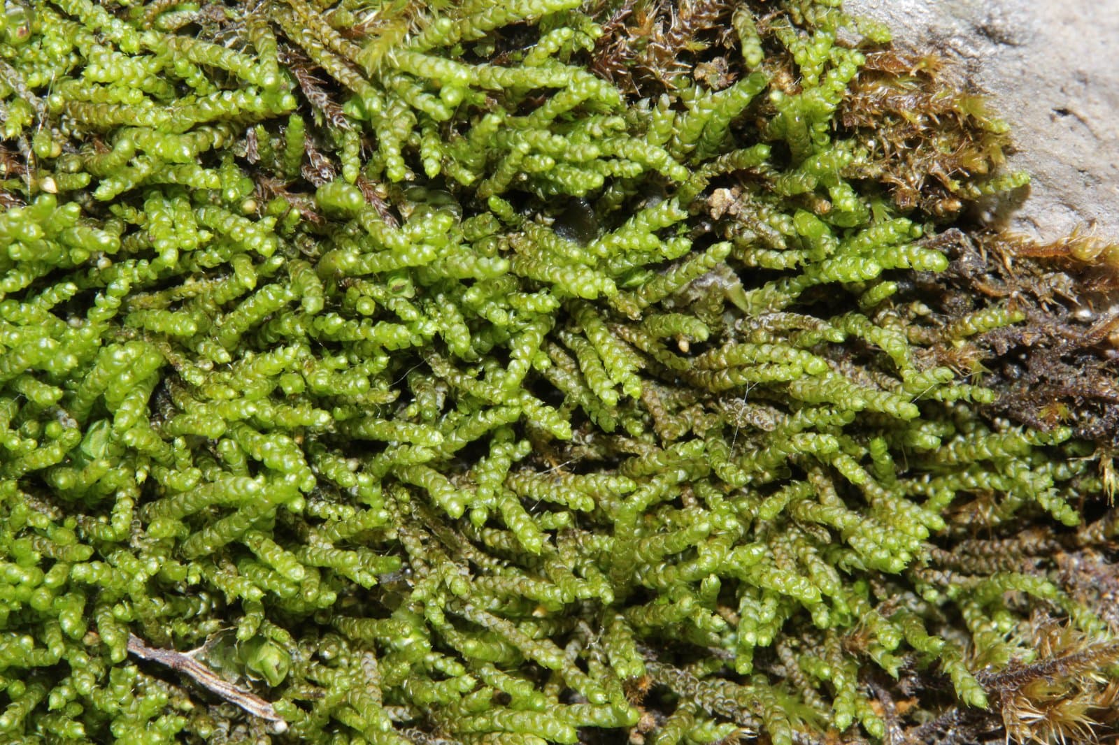 Myurella tenerrima (Brid.) Lindb.