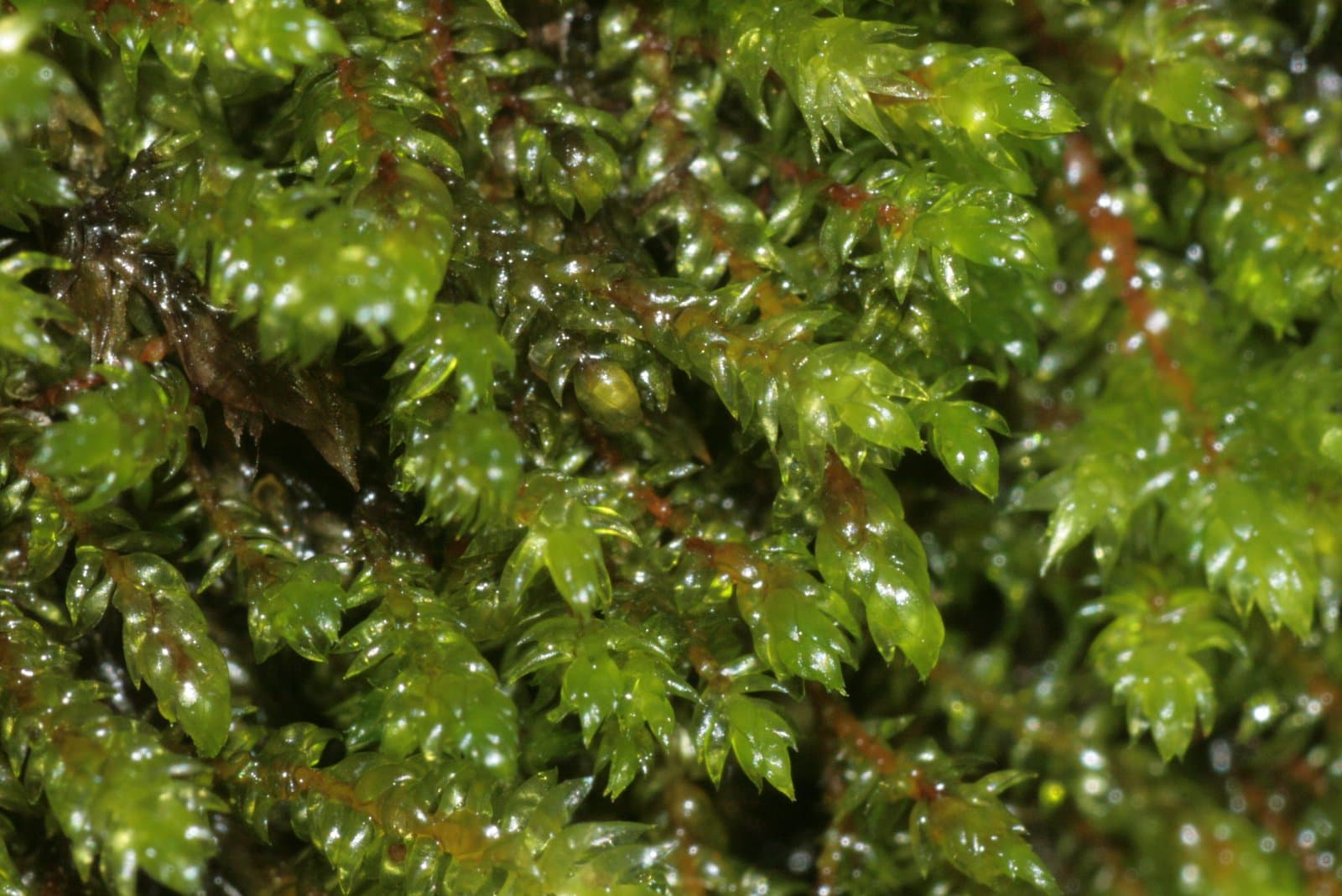 Hygrohypnum eugyrium (Schimp.) Broth.