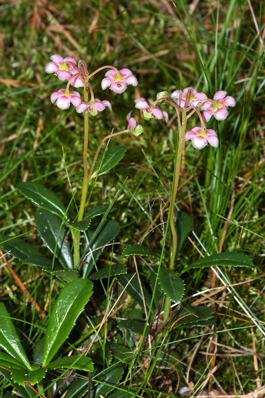 Chimaphila umbellata (L.) W.P.C.Barton