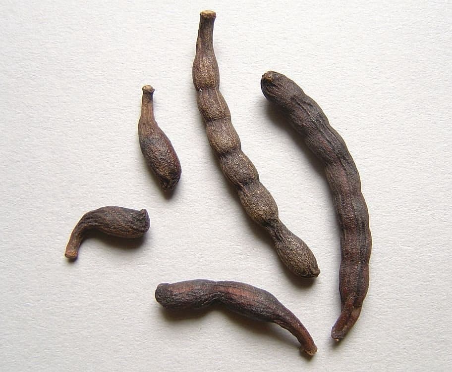 Xylopia aethiopica (Dunal) A.Rich.